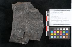 Foto (Objekt + Etikett) von Asplenium hochstetteri Unger (NHMW-GEO-2024-0188-10300)
